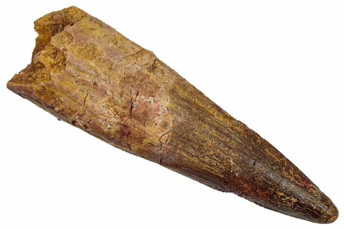Fossil Spinosaurus Tooth - Real Dinosaur Tooth #345451